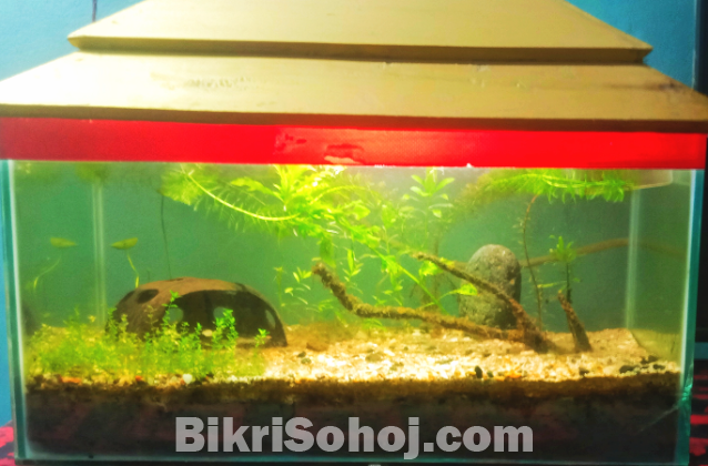 Planted aquarium